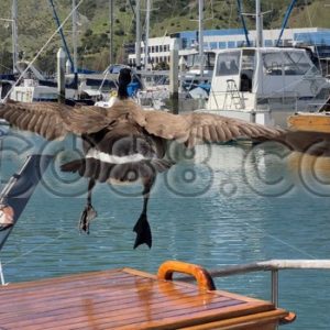 Backyard Critter – A Canada Goose taking off to seek new Adventures in the San Francisco Bay - CO88.co