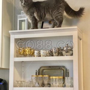 Grey, longhaired Cat High Up on open Kitchen Cabinet filled with Arabic style Tea Pot and Glasses - CO88.co