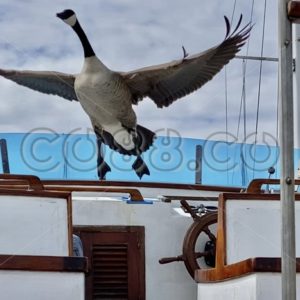 Morning Visitor, a Canada Goose just taking off to seek new Adventures in the San Francisco Bay - CO88.co