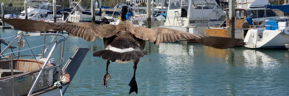 canada_goose