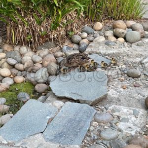 Ducklings Stay Close to their Mom during their first 10 Days, Swimming & Walking together as a Group - CO88.co