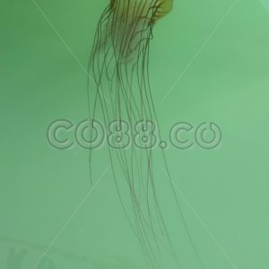 Jellyfish (Pacific/West Coast Sea Nettle) live in the eastern Pacific Ocean from Canada to Mexico - CO88.co