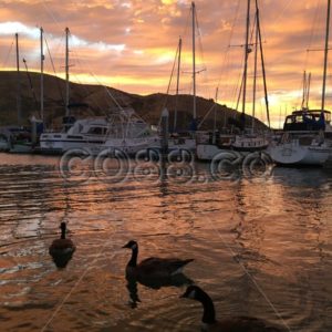 Three Wild Canada Geese swimming in a small Marina near San Francisco during an Epic Golden Hour - CO88.co