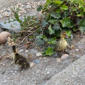 Upon Hatching, the Plumage of the Duckling is Yellow on the Underside & Face and Black on the Back - CO88.co