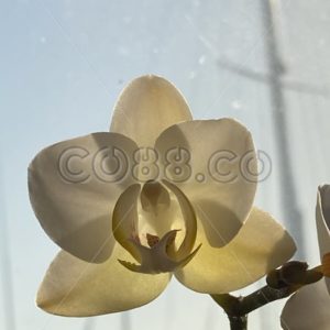 White Orchid with Sail Boat in Blurry Background - CO88.co