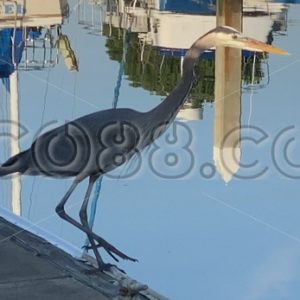 A Great Blue Heron in small Marina near San Francisco is standing on the Dock and watching the Water - CO88.co