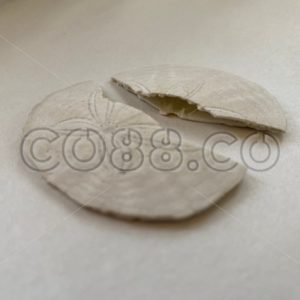 A Sand Dollar‘s Diet consists of Plankton which they break down with their five small Teeth - CO88.co