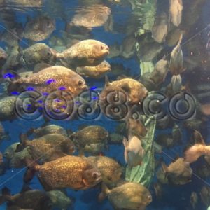 A truly Multifaceted Deep Sea World at Aquaria KLCC in Kuala Lumpur, Malaysia - CO88.co