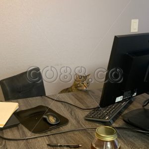 Authentic Work at Home Office Setup during the Pandemic with cute Cat starring at Computer Monitor - CO88.co