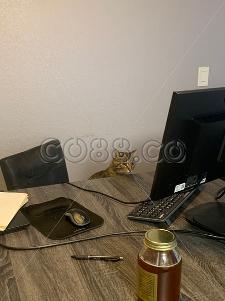 Authentic Work at Home Office Setup during the Pandemic with cute Cat starring at Computer Monitor - CO88.co