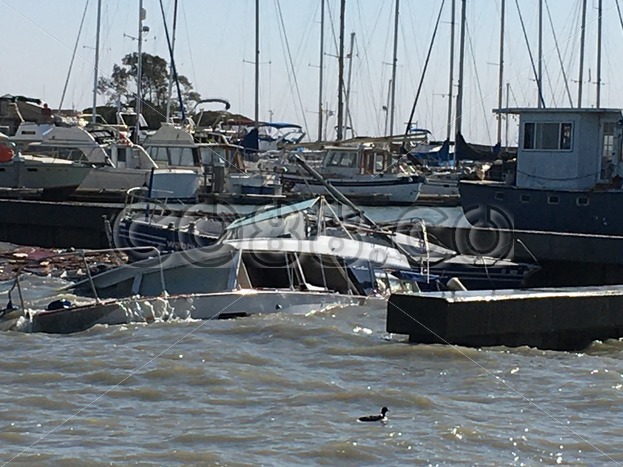 Brave Little Duck passing two Sinking Vessels, a Chris Craft Motor Yacht and a Marine Blue Sailboat - CO88.co