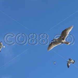 Flying Sea Gulls in a for California so typical Crisp Blue Sky on a Fairly Windy but also Sunny Day - CO88.co