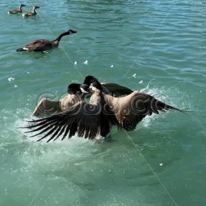 Ganders (male Canada Geese) become quite Aggressive because they’re very Protective of their Young - CO88.co