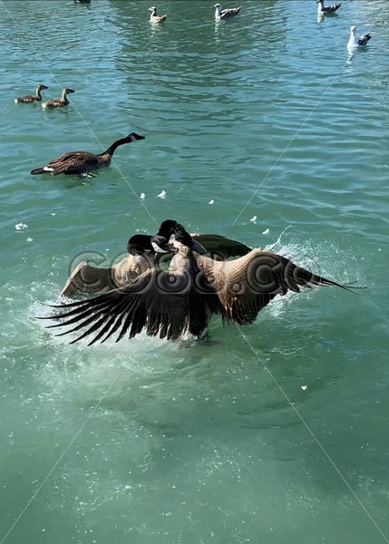 Ganders (male Canada Geese) become quite Aggressive because they’re