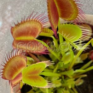 Little Shop of Horrors! The Venus Flytrap is a Clever Carnivorous Plant Eating Flies & other Insects - CO88.co