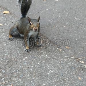 Surprised Squirrel being startled and starring at Human in San Francisco‘s Golden Gate Park - CO88.co