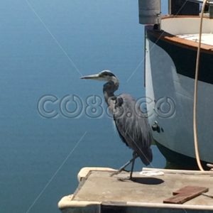 A Great Blue Heron in Full Profile taken in a Marina near San Francisco showing Characteristic Neck - CO88.co