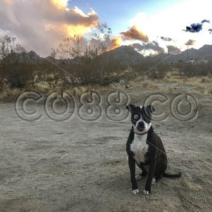 American Pit Bull Terrier Mix Pet Dog sitting in Desert showing her Tongue taking in the Environment - CO88.co