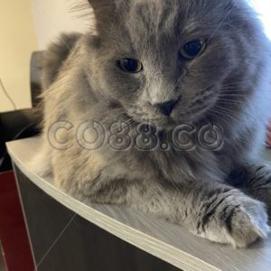 Grey Longhaired Gib (Neutered Male Cat) Perching on a Grey Office Desk watching his Human Slave work - CO88.co