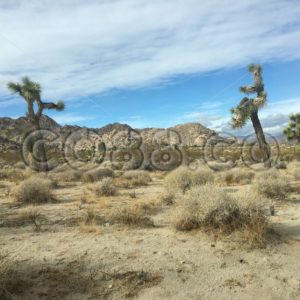 Joshua Trees (or Yucca Palms), natives to the arid Southwestern United States in the Mojave Desert - CO88.co