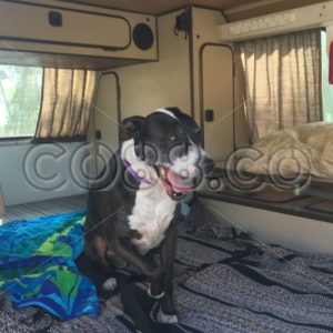 American Pit Bull Terrier yawning in parked Camper to signal that it’s Time to Hit the Road again - CO88.co